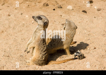 fröhlich und schön Surikata gehen über das eigene Geschäft im sand Stockfoto