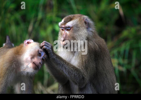 Thailand, Khao Yai Nationalpark. Ein nordirakeliger Makaque (Macaca leonina), der ein Familienmitglied stöhnt. Die Affen leben im tropischen Asien. Stockfoto