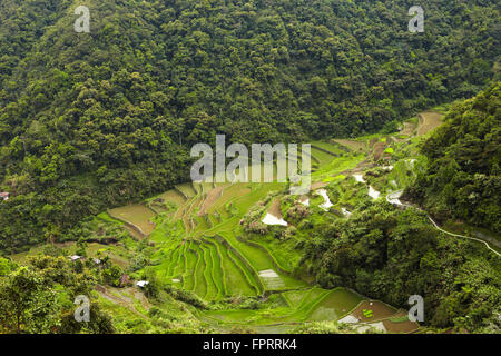Asien, Ost-Asien, Philippinen, Cordilleras, Banaue, UNESCO World Heritage site, Reisterrassen der Philippinischen Kordilleren Stockfoto