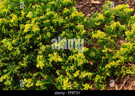 Wacholder, Juniperus Horizontalis "Mother Lode" Stockfoto