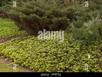 Wacholder, Juniperus Horizontalis "Mother Lode" Stockfoto