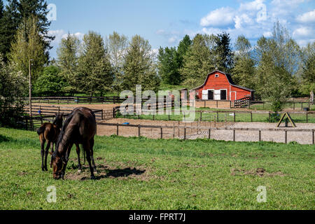 Stute und Fohlen auf der Wiese mit einer roten Scheune bei einem Hobby-Bauernhof in der Nähe von Fort Langley, British Columbia. Der Frühling ist da Stockfoto
