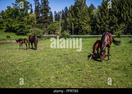 Pferde und Fohlen auf der Wiese bei einem Hobby-Bauernhof in der Nähe von Fort Langley, British Columbia. Der Frühling ist da Stockfoto