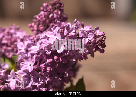 Die gemeinsame lila Pflanze, Syringa Vulgaris, kommt in Form von einem Strauch oder kleiner Baum. Stockfoto