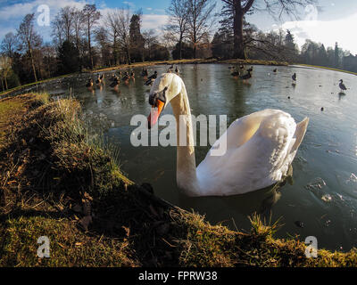 Schwan (Cygnus Olor) in einem zugefrorenen Teich, stumm, Schlosspark Favorite, Rastatt, Baden-Württemberg, Deutschland Stockfoto