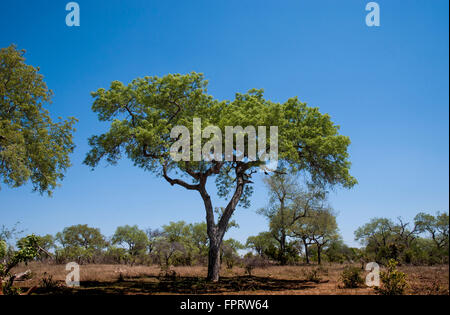Marula-Baum, Mala Mala Game Reserve, Sabi Sands Game Reserve, Provinz Mpumalanga, Südafrika Stockfoto
