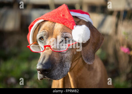 Hund (Canis Lupus Familiaris), Rhodesian Ridgeback, Weiblich, 9 Jahre, mit Weihnachtsmann-Mütze und Brille, Deutschland Stockfoto