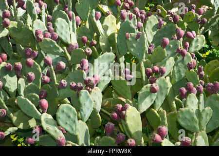 Feigenkaktus (Opuntia Ficus-Indica) mit Früchten, Sardinien, Italien Stockfoto