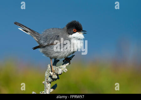 Samtkopfgrasmücke (Sylvia Melanocephala), Männlich, Sardinien, Italien Stockfoto