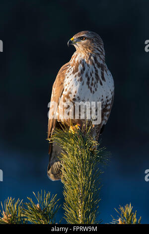 Bussard (Buteo Buteo) sitzen auf Kiefer, Terfens, Tirol, Österreich Stockfoto