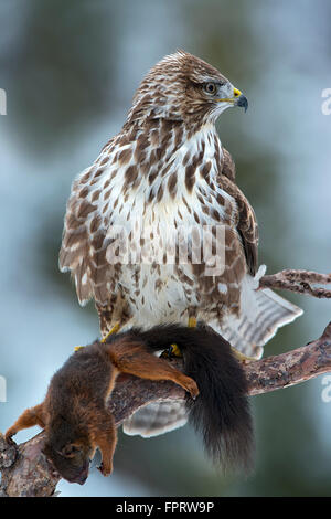 Bussard (Buteo Buteo) mit Eichhörnchen (Sciurus Vulgaris) als Beute, Terfens, Tirol, Österreich Stockfoto