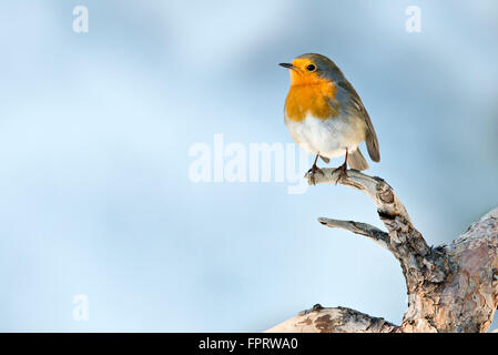 Robin (Erithacus Rubecula), Tirol, Österreich Stockfoto