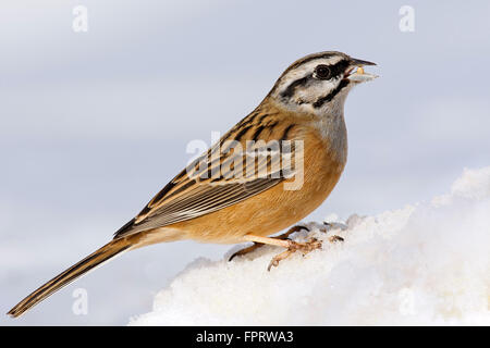 Rock Bunting (Emberiza cia) im Schnee, Tirol, Österreich Stockfoto