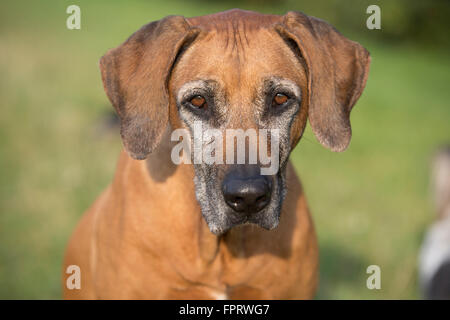 Hund (Canis Lupus Familiaris), Rhodesian Ridgeback, Weiblich, 9 Jahre, Porträt, Deutschland Stockfoto