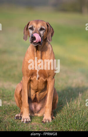 Hund (Canis Lupus Familiaris), Rhodesian Ridgeback, Weiblich, 9 Jahre, lecken ihre Schnauze, Deutschland Stockfoto