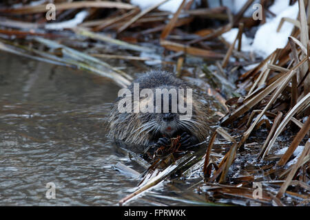 Nutria (Biber brummeln) Fütterung, Biosphärenreservat mittlere Elbe, Dessau-Roßlau, Sachsen-Anhalt, Deutschland Stockfoto