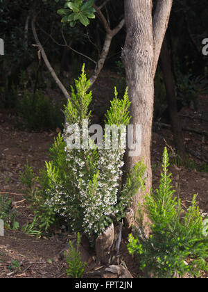 Wandern durch Montes del Agua, Baum Heath, Erica Arborea, entlang des Weges in der Nähe von Erjos del Tanque, Teneriffa-Spanien Stockfoto