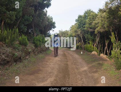 Wandern durch Montes del Agua, in der Nähe von Baum Heidekraut und Lorbeer entlang der Strecke Erjos del Tanque, Teneriffa-Spanien Stockfoto