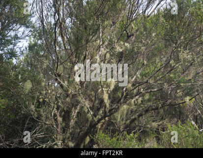 Wandern durch Montes del Agua, in der Nähe von Del Tanque Erjos auf Teneriffa, Kanarische Inseln, Spanien, Flechten auf alte abgestorbene Äste Stockfoto