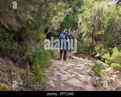 Steil bergab wandern durch Montes del Agua, Baum Heidekraut und Lorbeer entlang der Strecke in der Nähe von Erjos del Tanque, Teneriffa-Spanien Stockfoto