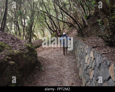 Steil bergab wandern durch Montes del Agua, Baum Heidekraut und Lorbeer entlang der Strecke in der Nähe von Erjos del Tanque, Teneriffa-Spanien Stockfoto