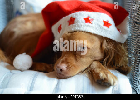 Spaniel Rasse Hund mit einem roten und weißen Weihnachtsmann Pompon Hut auf einem Kissen in einem Korbstuhl schaut in die Kamera zu Weihnachten Stockfoto
