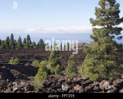 Kanarische Kiefer, Pinus Canariensis, auf einer Fläche von erstarrten schwarzen Lavafelsen, auf einem Wanderweg in der Nähe von Arguayo Teneriffa Spanien Stockfoto