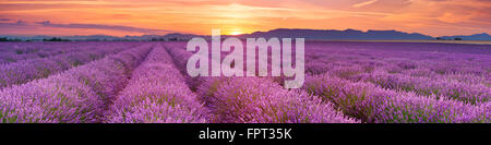 Sonnenaufgang über blühende Felder von Lavendel auf dem Plateau von Valensole in der Provence in Südfrankreich. Stockfoto