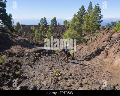 Kanarische Kiefer, Pinus Canariensis, auf einer Fläche von erstarrten schwarzen Lavafelsen, auf einem Wanderweg in der Nähe von Arguayo Teneriffa Spanien Stockfoto