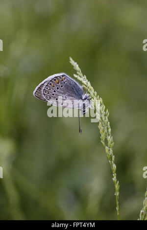 Amandas blau, Polyommatus Amandus, Rest mit Unterseite Stockfoto