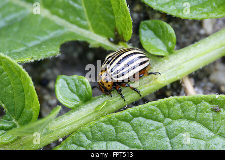 Kartoffelkäfer, Leptinotarsa Decemlineata, im bulgarischen Kartoffelfeld Stockfoto