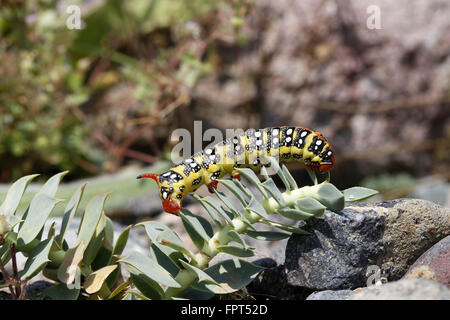 Wolfsmilch Hawkmoth, stark Euphorbiae, Raupe Stockfoto