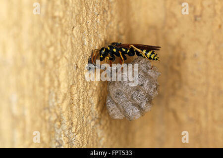 Europäische Papier Wespe Polistes Diminula, im Nest colony Stockfoto