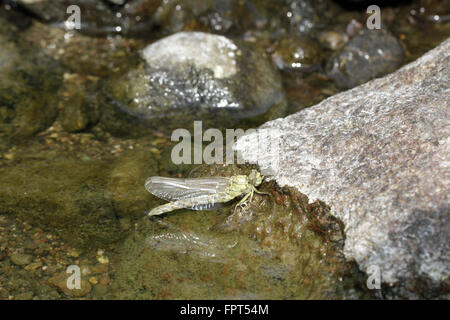 Green-eyed Haken Libelle, Onychogomphus Forcipatus entstehende Strom mit Exuvia unten sichtbaren angebundene Stockfoto