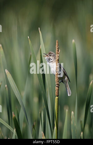 Drosselrohrsänger, Acrocephalus Arundinaceus, singen von Röhricht Stockfoto