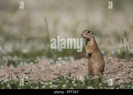 Ziesel Spermophilus Citellus, am Fuchsbau Stockfoto