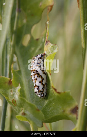 Gefleckte Fritllary, Melitaea Phoebe, Puppe Stockfoto
