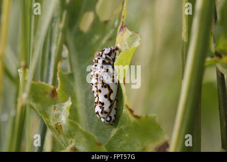 Gefleckte Fritllary, Melitaea Phoebe, Puppe Stockfoto
