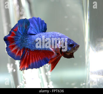 Half Moon Plakat Männchen Betta Splendens siamesische Kämpfer Fisch Stockfoto