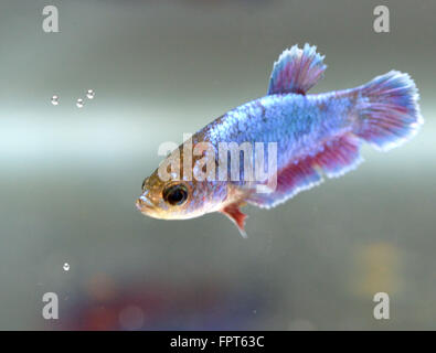 Half Moon weiblich Betta Splendens siamesische Kämpfer Fisch Stockfoto