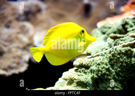 Gelbe Tang, Zebrasoma Flavescens, ist eine beliebte Salzwasser-Aquarienfische Stockfoto
