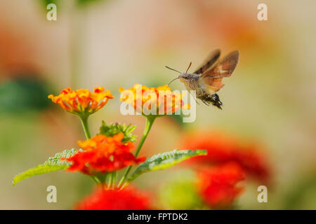 Macroglossum Stellatarum Nektar ernähren sich von Blumen von Lantana camara Stockfoto