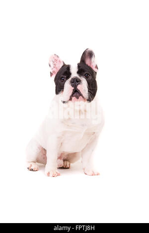 Lustige französische Bulldogge Welpen posiert vor einem weißen Hintergrund isoliert Stockfoto