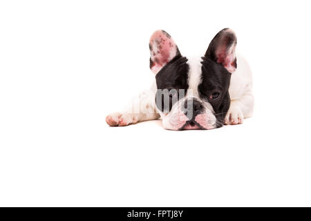Lustige französische Bulldogge Welpen posiert vor einem weißen Hintergrund isoliert Stockfoto