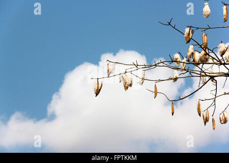 frische Ceiba Pods auf Baum Stockfoto