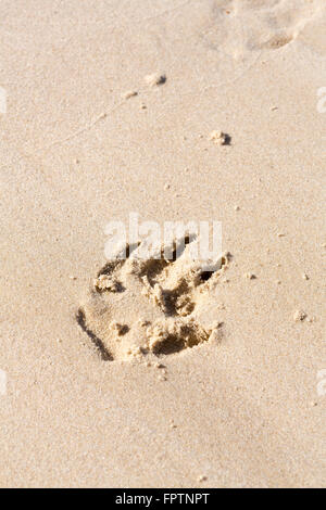 Hund Pfote Print in Sand im Hochformat mit Textfreiraum. Stockfoto