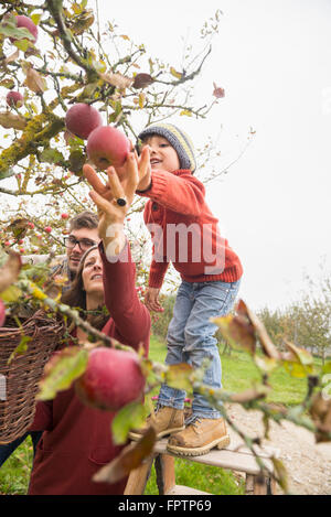 Familie pflücken Äpfel in eine Apple Orchard, Bayern, Deutschland Stockfoto