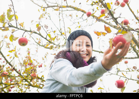 Nahaufnahme einer Frau Kommissionierung einen Apfel vom Baum in einem Apple Orchard, Bayern, Deutschland Stockfoto