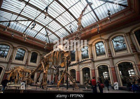 Museum Fuer Naturkunde, Museum für Naturkunde Berlin. Paläontologische Museum in Berlin alte Skelette von Dinosauriern. Berli Stockfoto