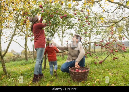 Familie pflücken Äpfel in eine Apple Orchard, Bayern, Deutschland Stockfoto